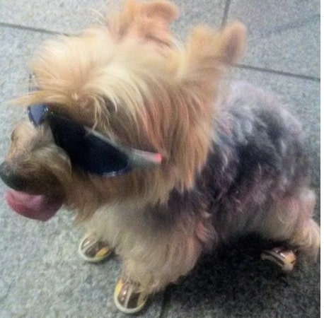 Picture of Peter Stebbings's Pet dog looks cute and funny with a glasses.